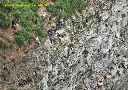 Sea birds at Flamborough Head